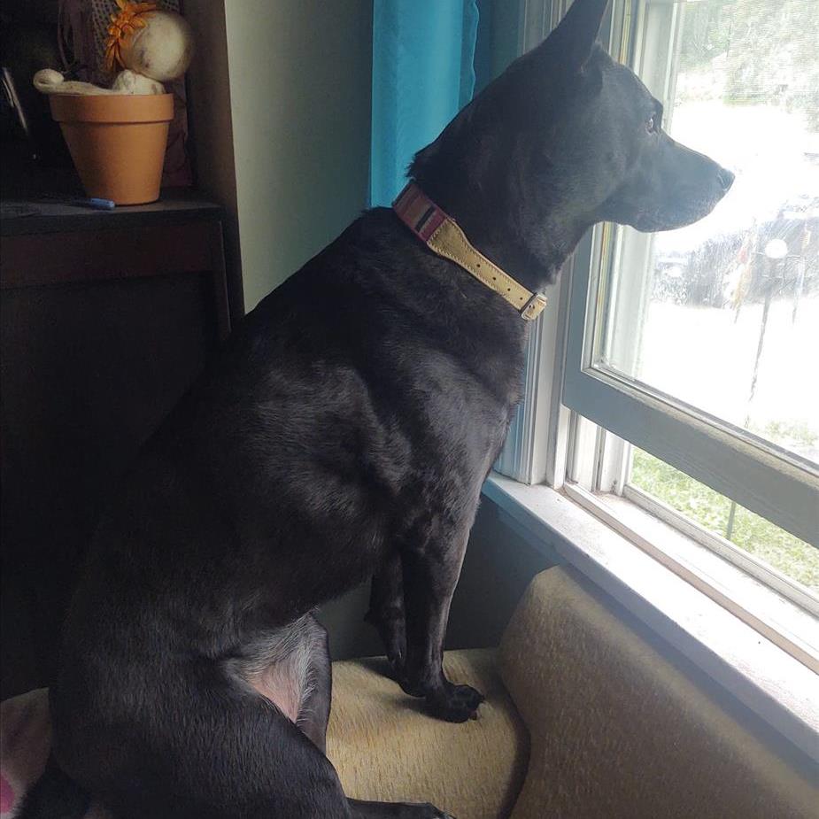 The Sentinel Knows to be prepared for water damage - image of black dog looking out window